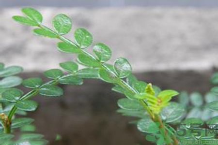 驅(qū)蚊草可以驅(qū)蚊嗎？驅(qū)蚊草有用嗎？