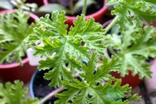 驅(qū)蚊草可以驅(qū)蚊嗎？驅(qū)蚊草有用嗎？