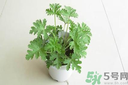 驅蚊草孕婦可以聞嗎？驅蚊草對孕婦有害嗎？