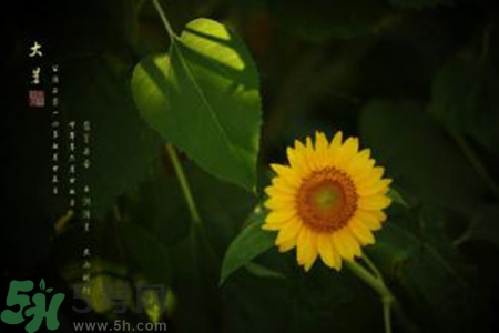 大暑吃什么水果？大暑吃什么水果養(yǎng)生？