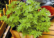 驅(qū)蚊草孕婦可以聞嗎？驅(qū)蚊草對(duì)孕婦有害嗎？