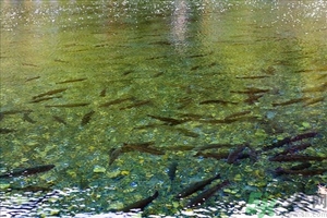 洪水里的魚(yú)能吃嗎？洪水里的魚(yú)可不可以吃？