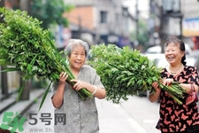 夏天可以用艾草驅(qū)蚊嗎？夏天可不可以用艾草驅(qū)蚊？