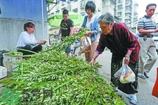 夏天可以用艾草驅(qū)蚊嗎？夏天可不可以用艾草驅(qū)蚊？