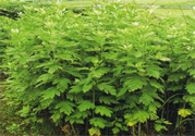 夏天可以用艾草驅(qū)蚊嗎？夏天可不可以用艾草驅(qū)蚊？
