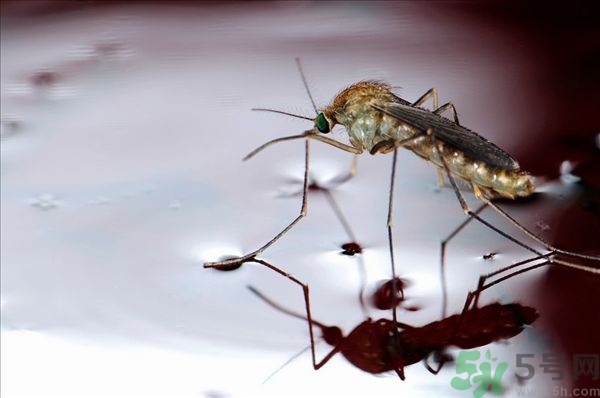 蚊子叮的癢怎么辦？蚊子叮的大包怎么辦？