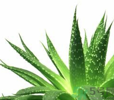 蘆薈膠會堵塞毛孔嗎？蘆薈膠應該怎么用？
