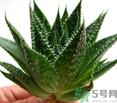 蘆薈膠會堵塞毛孔嗎？蘆薈膠應(yīng)該怎么用？