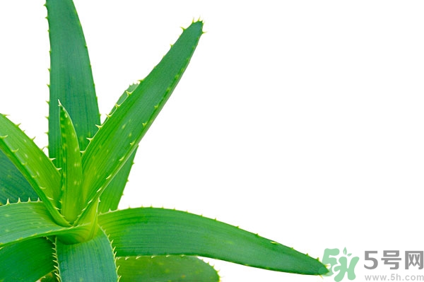 蘆薈能去斑嗎？蘆薈膠會使皮膚變黑嗎？