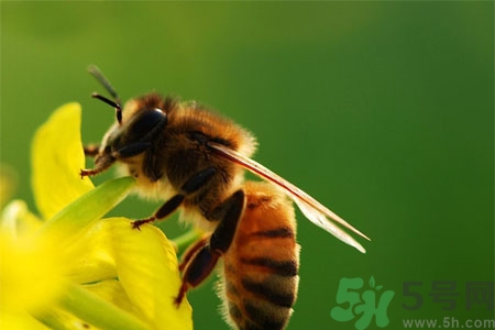 被蜜蜂蟄了怎么辦？被蜜蜂蟄了如何處理？