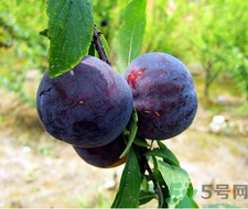 孕婦可以吃黑布林嗎？孕婦吃黑布林的好處？