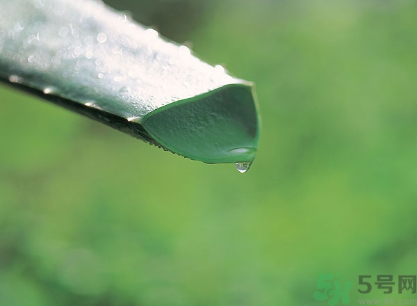蘆薈能治痱子嗎？長痱子用什么藥？