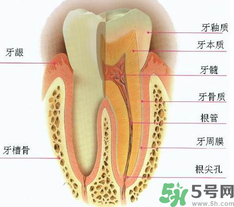 牙齒根管治療多少錢？根管治療一顆要多少錢？