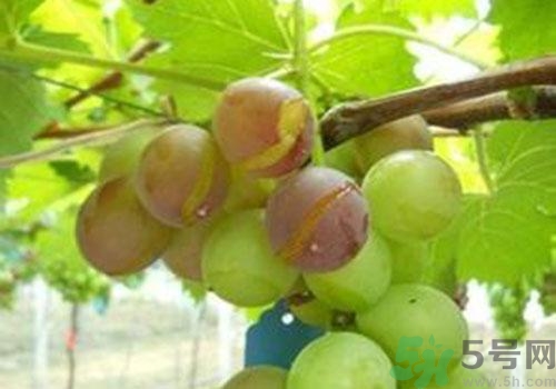 葡萄是幾月份的水果？葡萄什么時(shí)候上市？