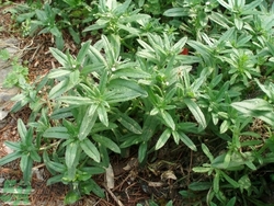 毛妮菜的營養(yǎng)價(jià)值 毛妮菜的功效與作用