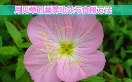 月見(jiàn)草膠囊感冒能吃嗎？感冒能吃月見(jiàn)草膠囊嗎？