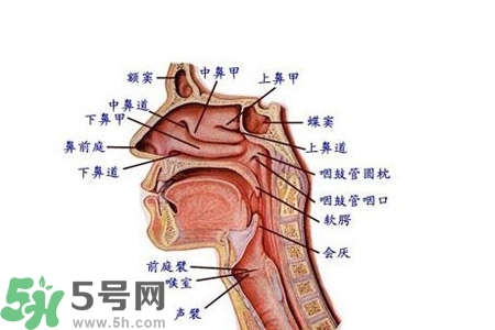 慢性咽炎的發(fā)病因素？慢性咽炎的并發(fā)癥有哪些？