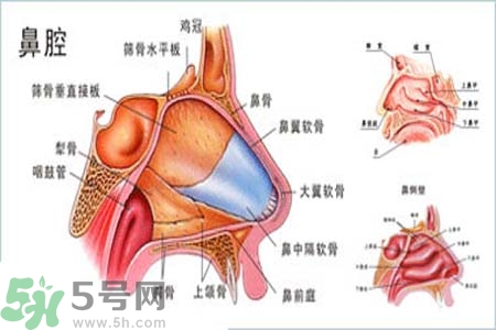 鼻竇炎的護理措施？鼻竇炎的飲食護理？