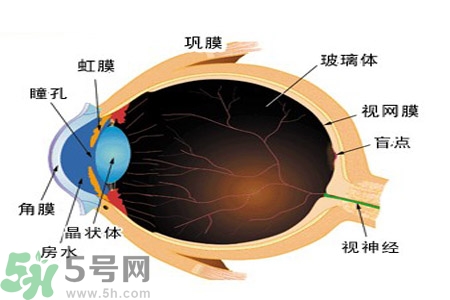 近視眼的護(hù)理措施？近視眼的飲食護(hù)理？