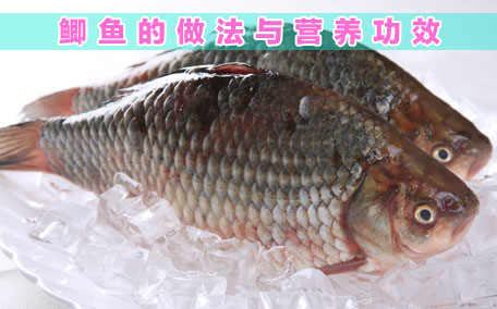 鯽魚(yú)
