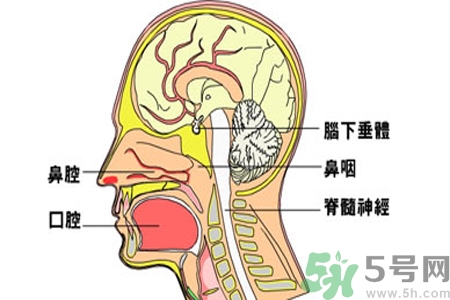 鼻咽癌的治療方法是什么？鼻咽癌可以用什么藥物治療？