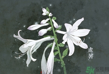 處暑出生的人怎么取名？處暑出生的人的命運(yùn)？
