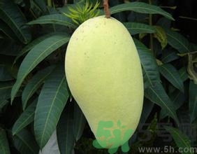 青芒和黃色芒果哪個(gè)好？青芒和黃色芒果的區(qū)別