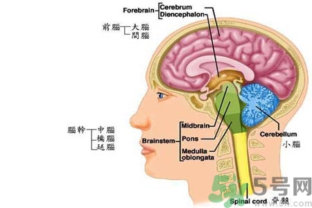 帕金森的易發(fā)人群有哪些？如何預(yù)防帕金森？