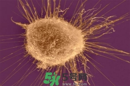 不宜過多食用辣椒的人群有哪些？夏天吃辣椒的好處有哪些？