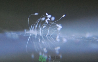 優(yōu)曇花是什么花？優(yōu)曇花現(xiàn)實中有嗎？