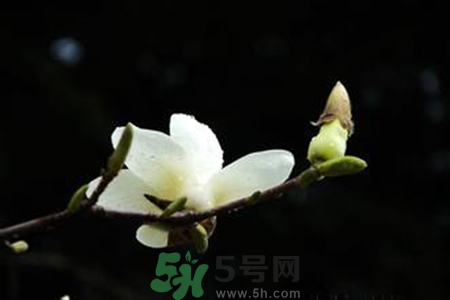 優(yōu)曇花是什么花？優(yōu)曇花現(xiàn)實中有嗎？