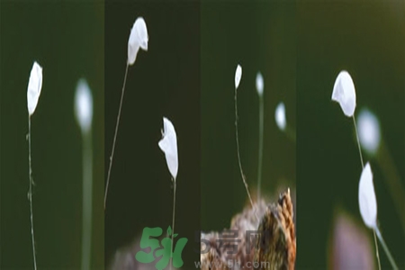 優(yōu)曇花是什么花？優(yōu)曇花現(xiàn)實中有嗎？