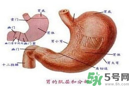 哪些食物幫你在酒后保養(yǎng)胃部？養(yǎng)胃護(hù)胃的誤區(qū)是什么？