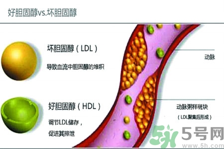 人體中的膽固醇分好壞嗎？如何區(qū)分膽固醇的好壞？