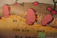 高膽固醇會(huì)影響胖瘦嗎？高膽固醇和胖瘦有關(guān)系嗎？