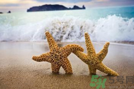 海星可以離開水嗎？海星離開水還可以活多久？