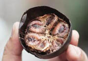 羅漢果可以治療慢性咽炎嗎？慢性咽炎中藥藥方推薦