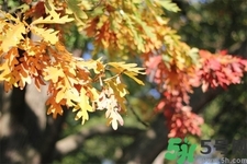 秋天換季病有哪些？秋天該如何保健養(yǎng)生呢？