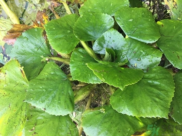 菱角和豬肉能一起吃嗎？菱角和什么不能一起吃？