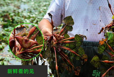 菱角是發(fā)物嗎？菱角是寒性的嗎？