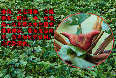 菱角是發(fā)物嗎？菱角是寒性的嗎？
