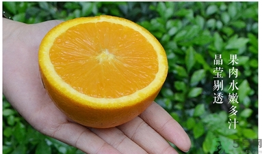 新奇士橙什么人不能吃？新奇士橙的禁忌