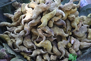 菱角是什么？菱角是什么季節(jié)成熟的？