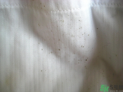 衣服長黑點怎么洗掉？衣服上長霉點怎么去除？