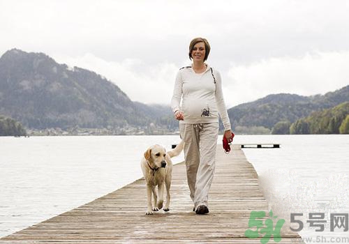 孕婦可以和狗狗在一起嗎？孕婦和狗狗接觸好不好？