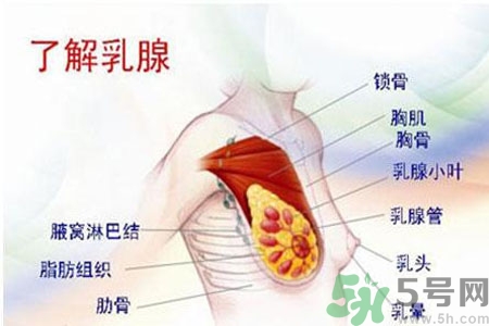 如何預(yù)防女性乳頭痛？女性需注意乳房的哪些問(wèn)題？