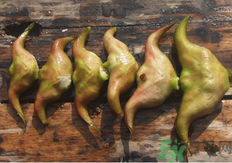菱角懷孕可以吃嗎？孕婦能吃菱角嗎？