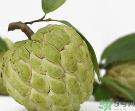 釋迦果怎么吃？釋迦的營養(yǎng)價值功效作用