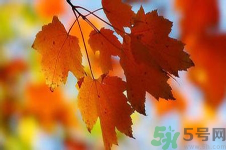 秋燥是什么？秋燥怎么辦？