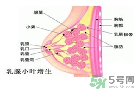 乳房脹痛的原因？乳房脹痛怎么辦？